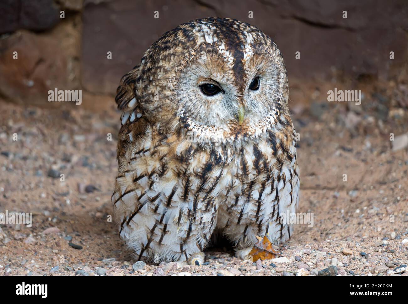 Strix aluco - Tawny Owl seduto a terra Foto Stock