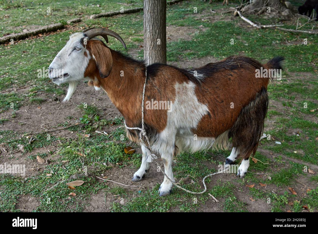 Capra marrone e bianco in profilo legato ad un albero con una corda su una fattoria. Orizzontale. Argentina Foto Stock