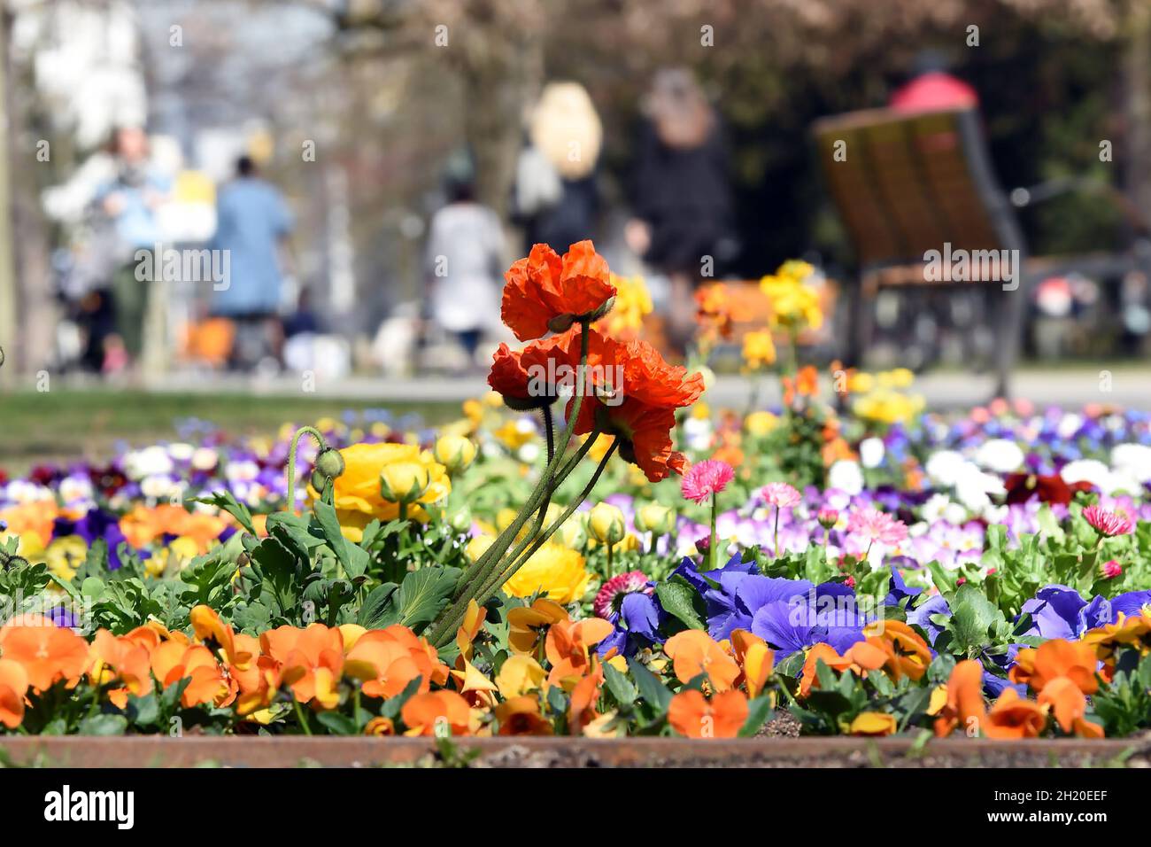 Blütenpracht und Frühlingsblumen im Linzer Volksgarten - fioritura e fiori primaverili nel Volksgarten di Linz Foto Stock