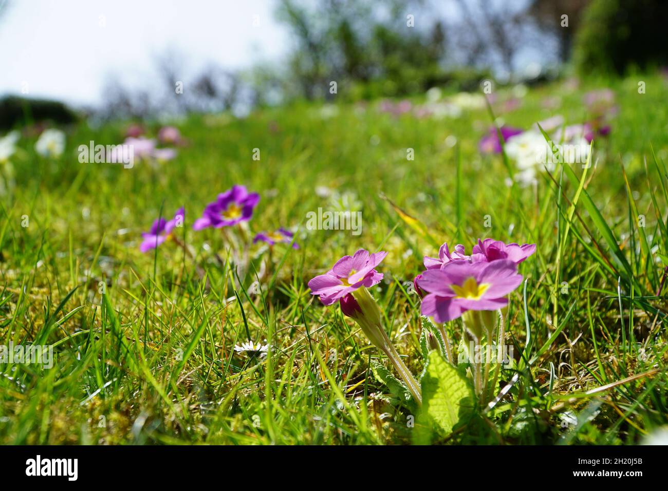 Primavera Foto Stock