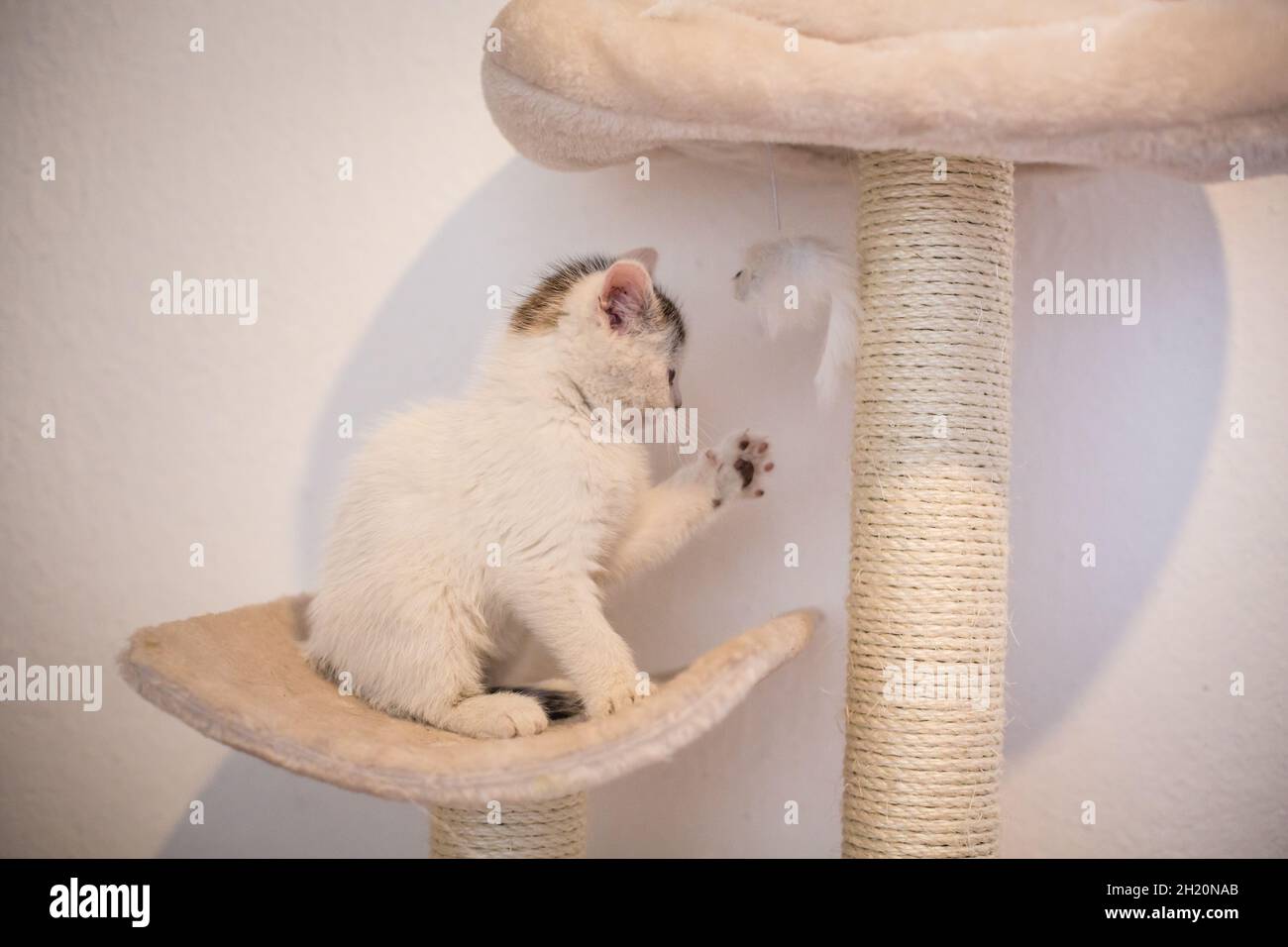 Bianco bambino gatto giocare Foto Stock