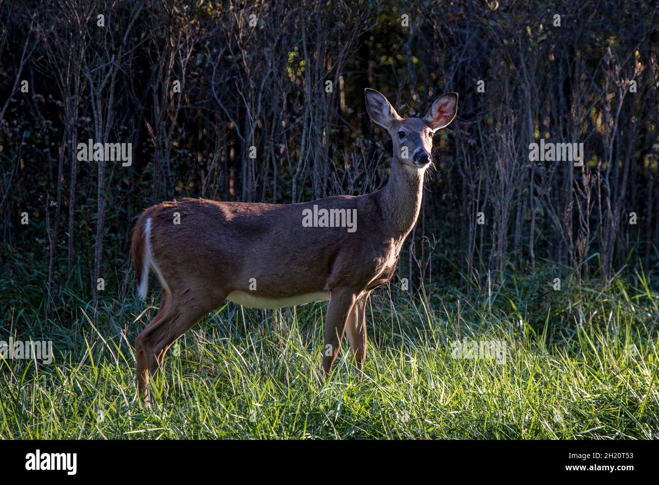 Pleasantville, Pennsylvania - un cervo dalla coda bianca (Odocoileus virginianus) si pone per un ritratto lungo una strada rurale. Foto Stock