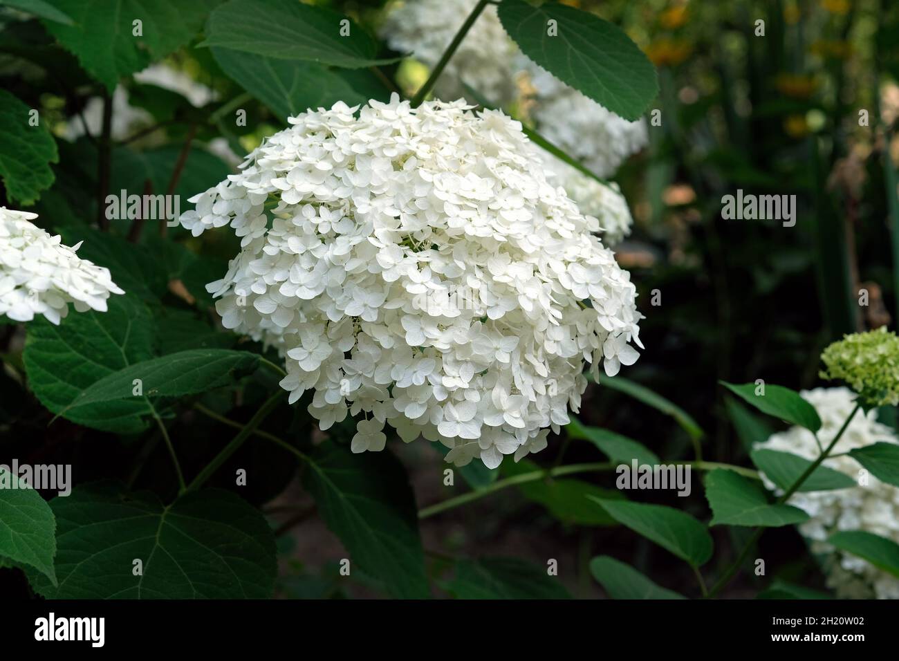 Hydrangea paniculata luce bianca in giardino in estate. Ortangea sferica giardino durante il periodo di fioritura. Cespuglio con piccoli fiori bianchi Foto Stock