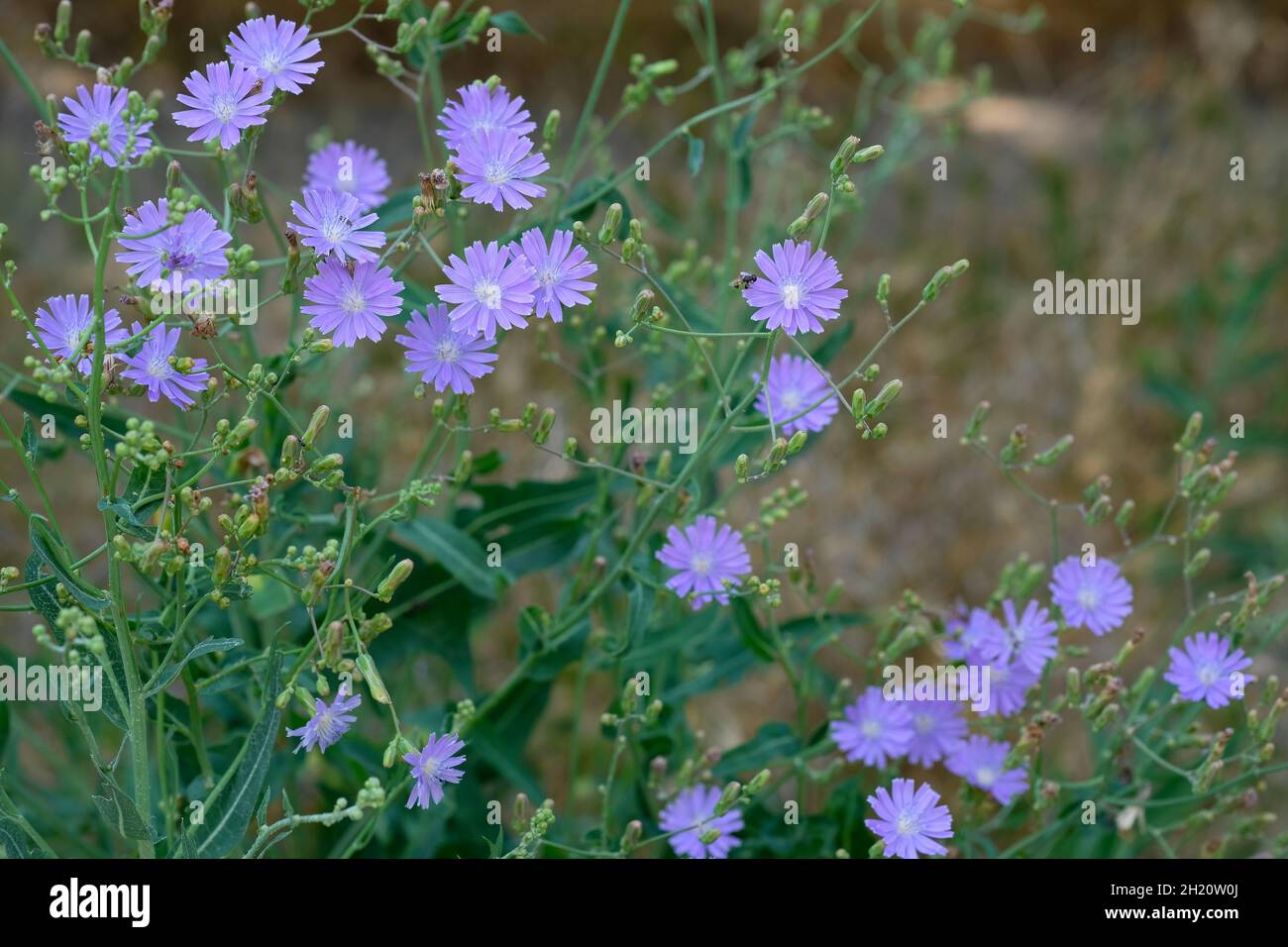Fiori di cicoria nel campo. Fiori selvatici lilla. Fiori blu di cicoria  naturale in estate sfondo floreale. Fiore di indivia cicoria selvaggia.  Cichoriu Foto stock - Alamy