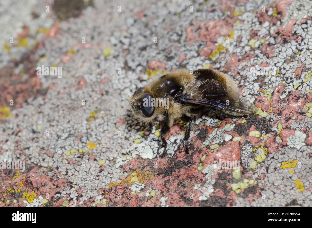 Deer Bot Fly, Cephenemyia sp. Foto Stock