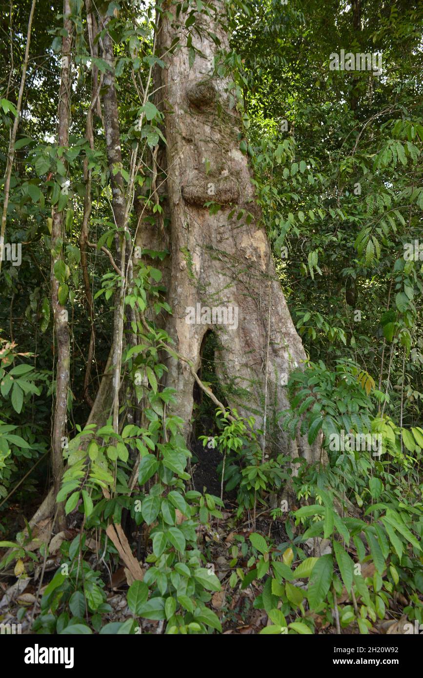 Grande albero nella foresta pluviale di Amazzonia Foto Stock