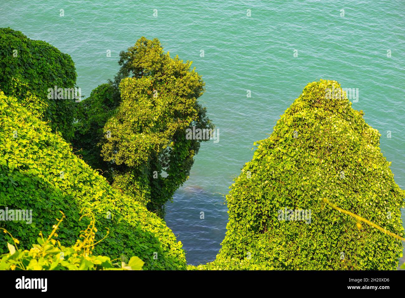 Eccellente vista sul mare nel Giardino Botanico di Batumi Foto Stock