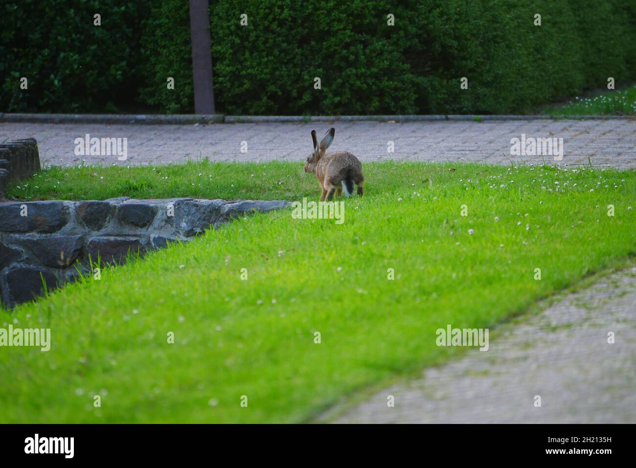 una lepre campo corre attraverso il prato verde accanto ad un vialetto lastricato per una casa urbana Foto Stock