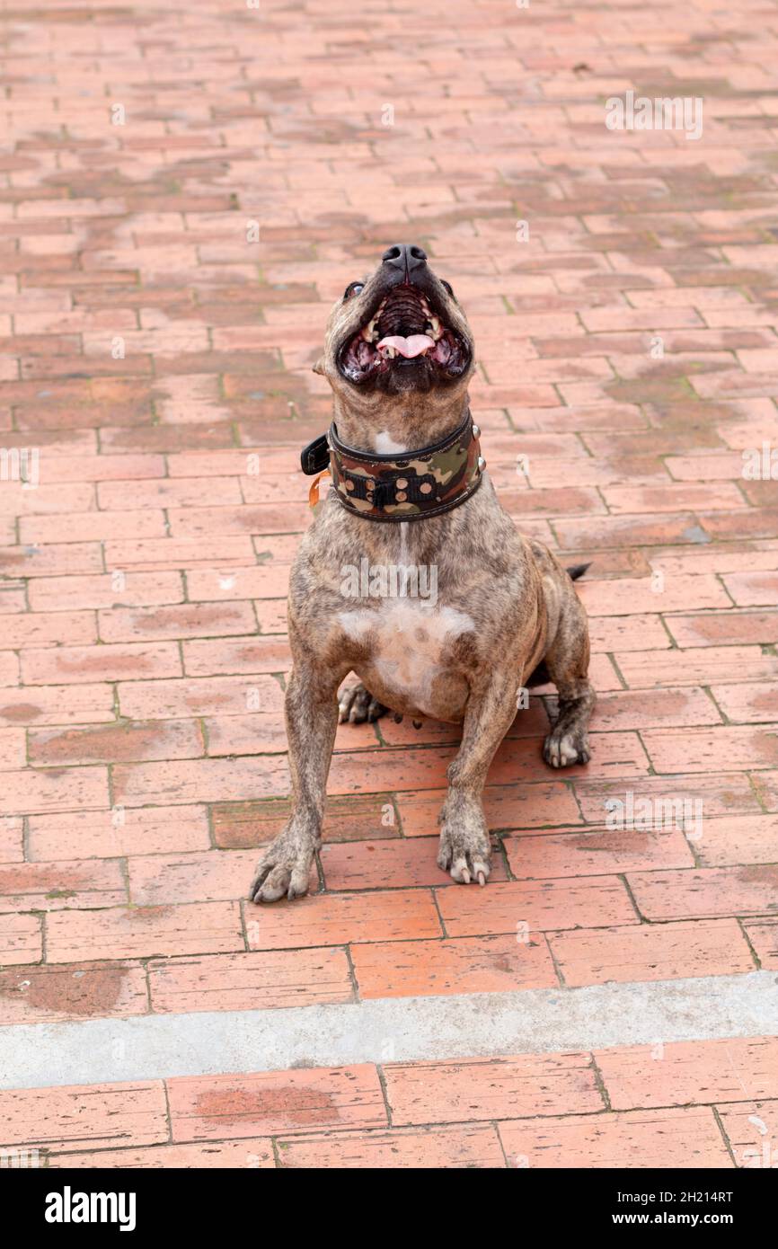 Tenero marrone brindle femmina pitbull guardando in su. Foto Stock
