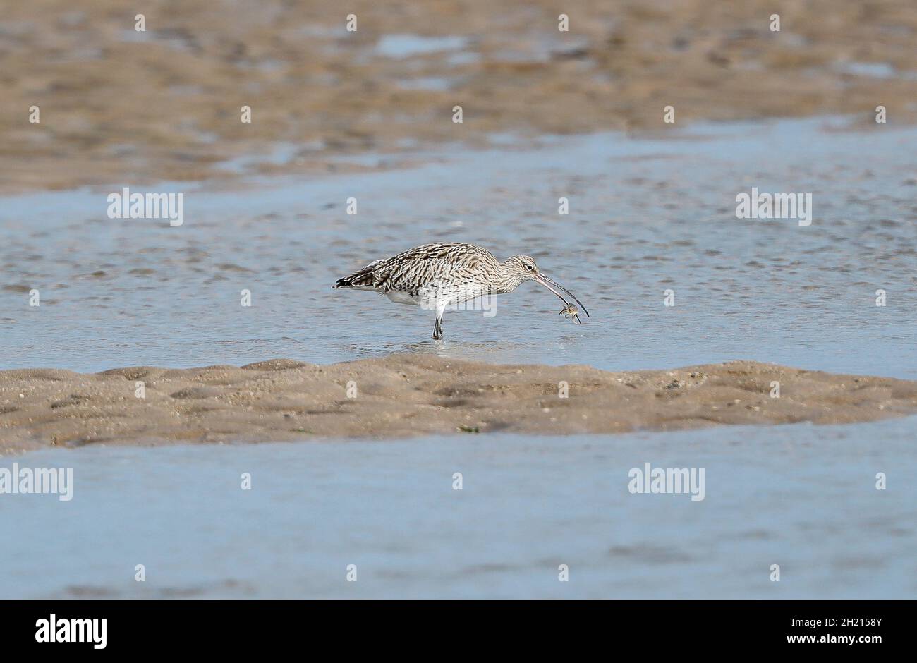 (Curlew Numenius arquata) Foto Stock