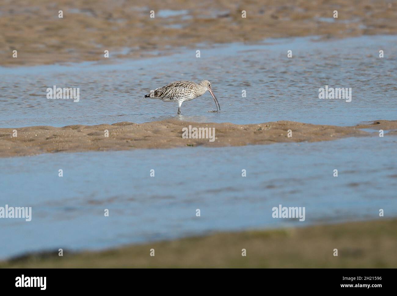 Curlew (Numenius arquata) Foto Stock