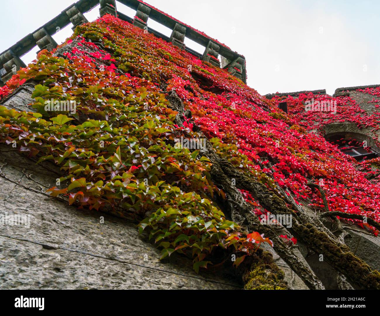 Virginia superriduttore (Parthenocissus quinquefolia) arrampicata le mura esterne Penrhyn Castello, un'estesa casa di campagna a Llandygai Bangor Galles UK Foto Stock