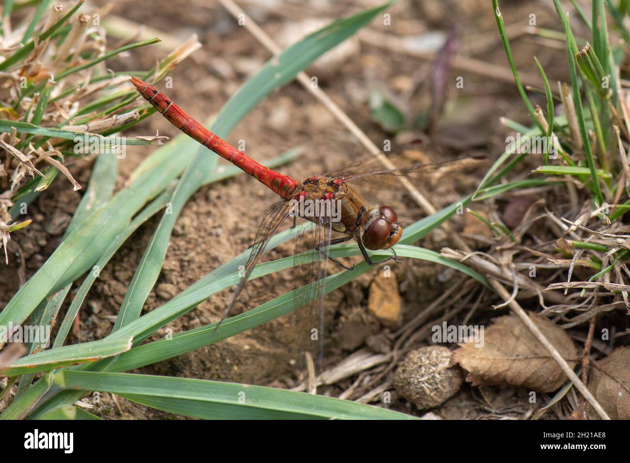 Comune Darter Dragonfly, (Sympetrum striolatum), Baston Fen Nature Reserve, Lincolnshire, Regno Unito Foto Stock