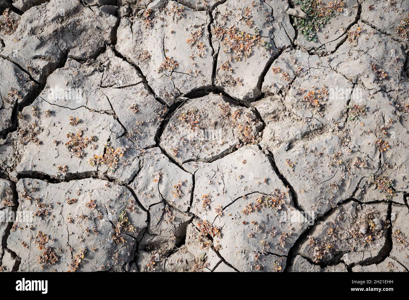 Foto ravvicinata di una sezione di fango secco incrinato, dove esisteva un porticciolo prima dell'attuale siccità della California. Foto Stock