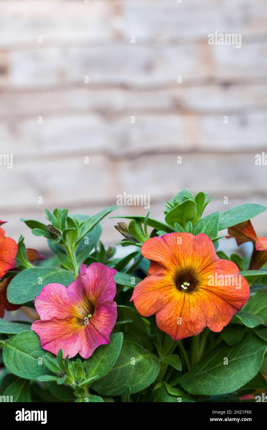 Primo piano di Petchoa x Hybrid BeautiCal cannella un estate fioritura semidillio semidillio perenne Foto Stock