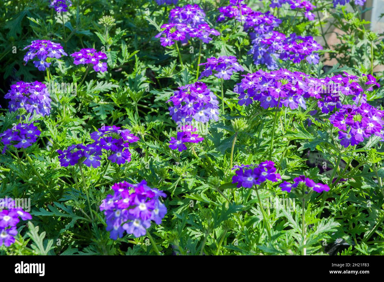 Verbena Violet Eye una Verbena della serie di incantesimo con fiori viola con un occhio bianco ed è un anno di fioritura estiva Foto Stock