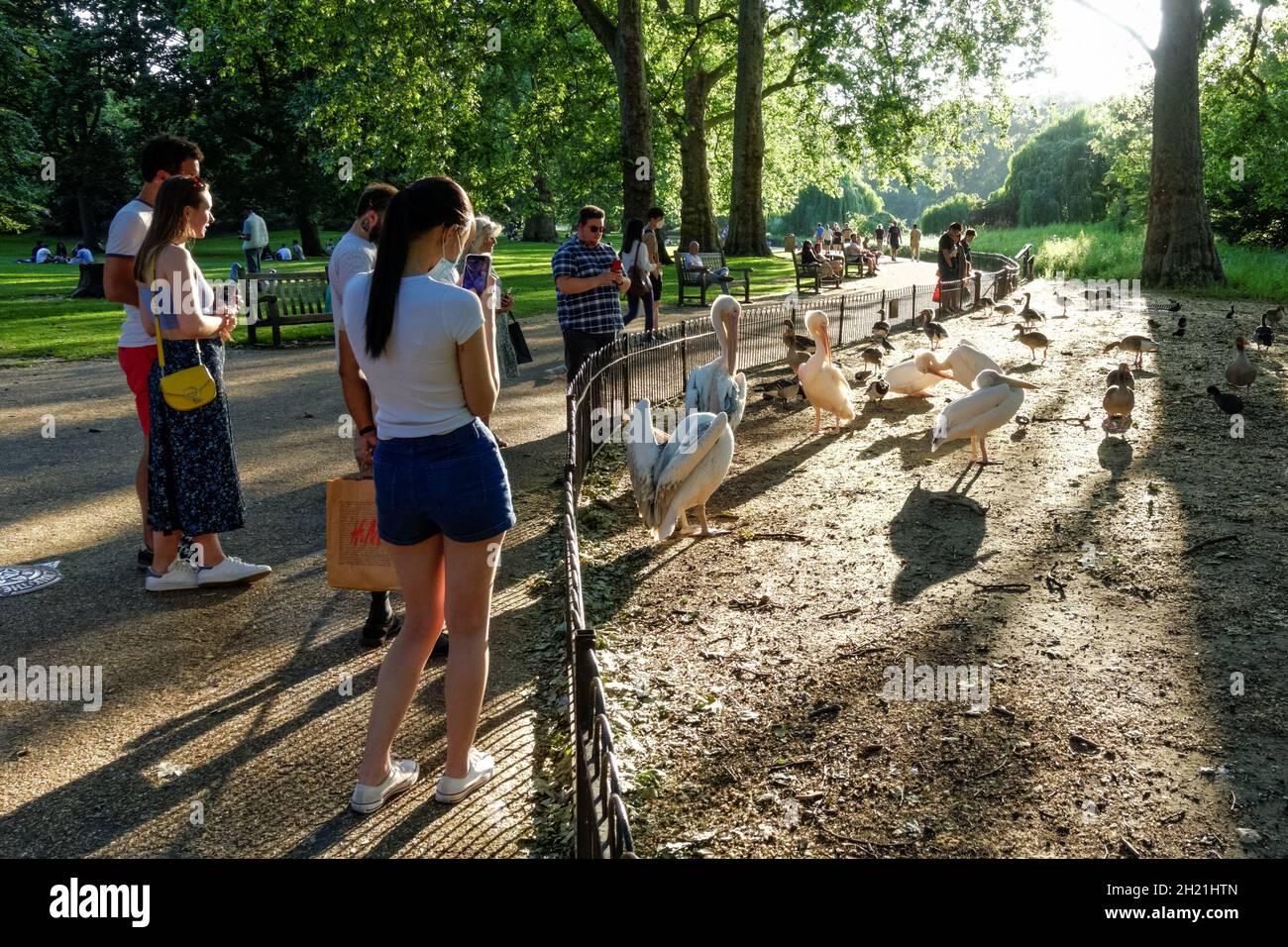 Persone che guardano i pellicani a St. James's Park a Londra, Inghilterra Regno Unito Foto Stock