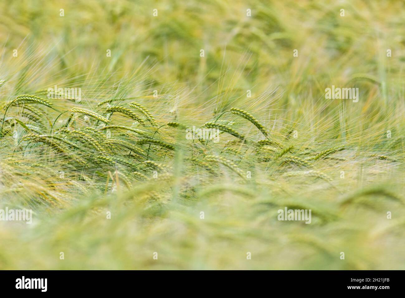 Green Fields of England Concept. Teste di verde Barley / Hordeum vulgare in crescita. Metafora visiva del concetto di carestia, sicurezza alimentare. Foto Stock