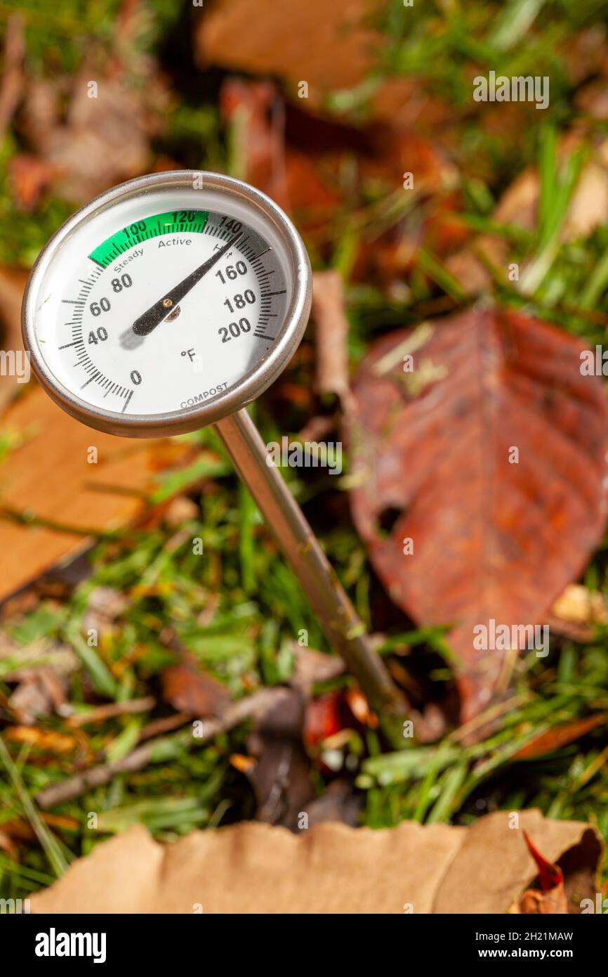 un termometro di composto metallico inserito in una pila di materiale di compostaggio. azoto e carbonio che contengono miscela di foglie, tagli di prato e cardboar Foto Stock