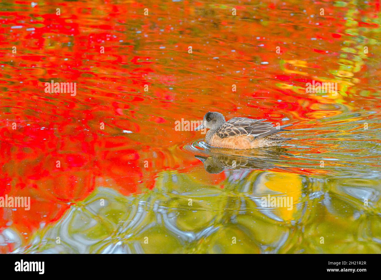 American Wigeon Duck, Devonian Harbor Park, Vancouver, British Columbia, Canada Foto Stock