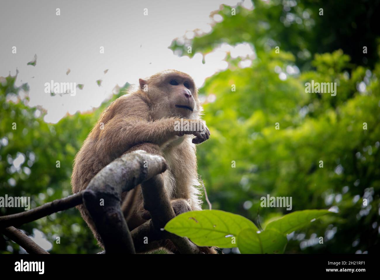 Rhesus Macaque (Macaca mulatta) ritratto da vicino. La scimmia che guarda da un piccolo ramo d'albero. Foto Stock