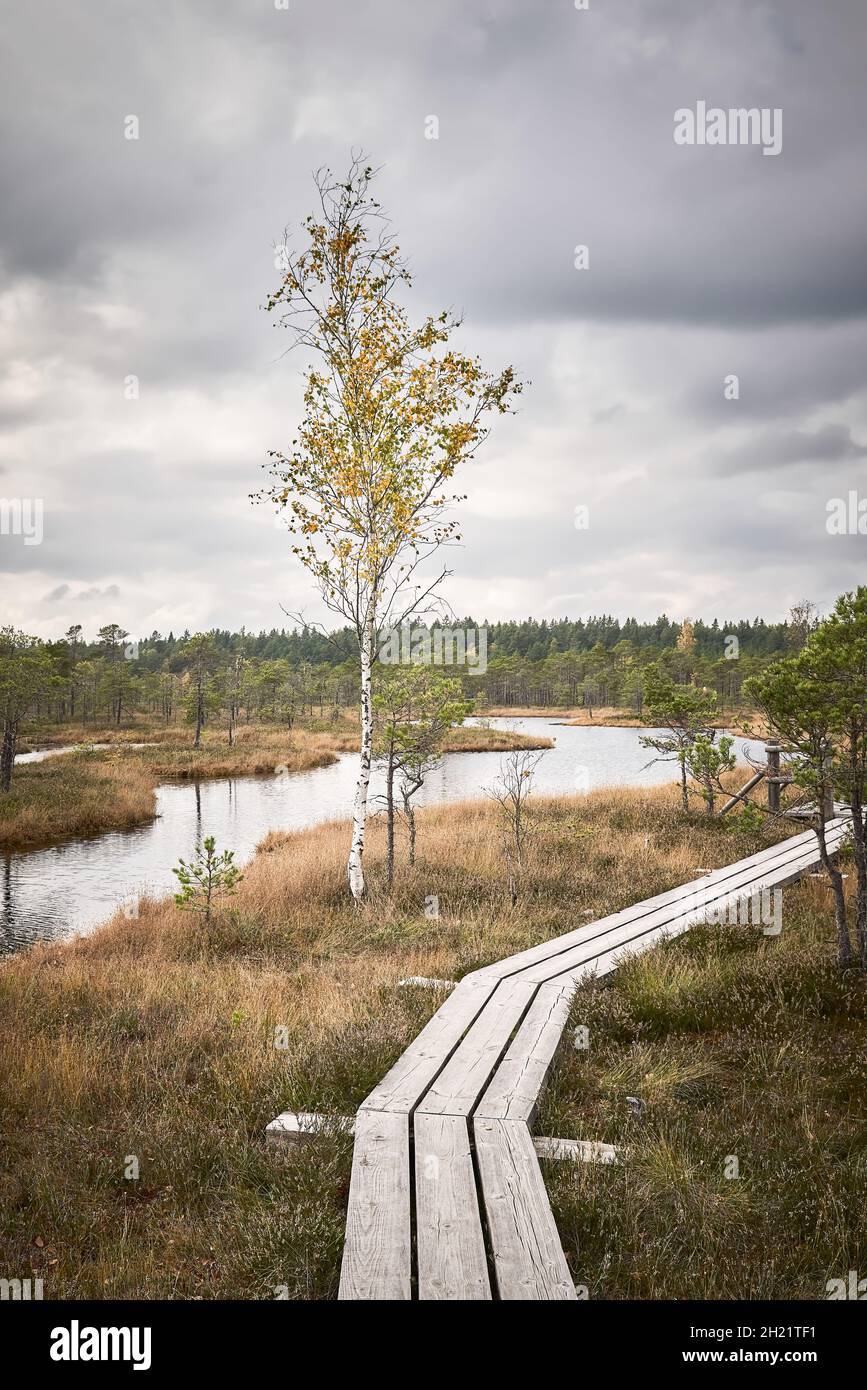 Parco Nazionale di Kemeri in Lettonia in autunno. Passerella in legno rialzata. Verticale Foto Stock