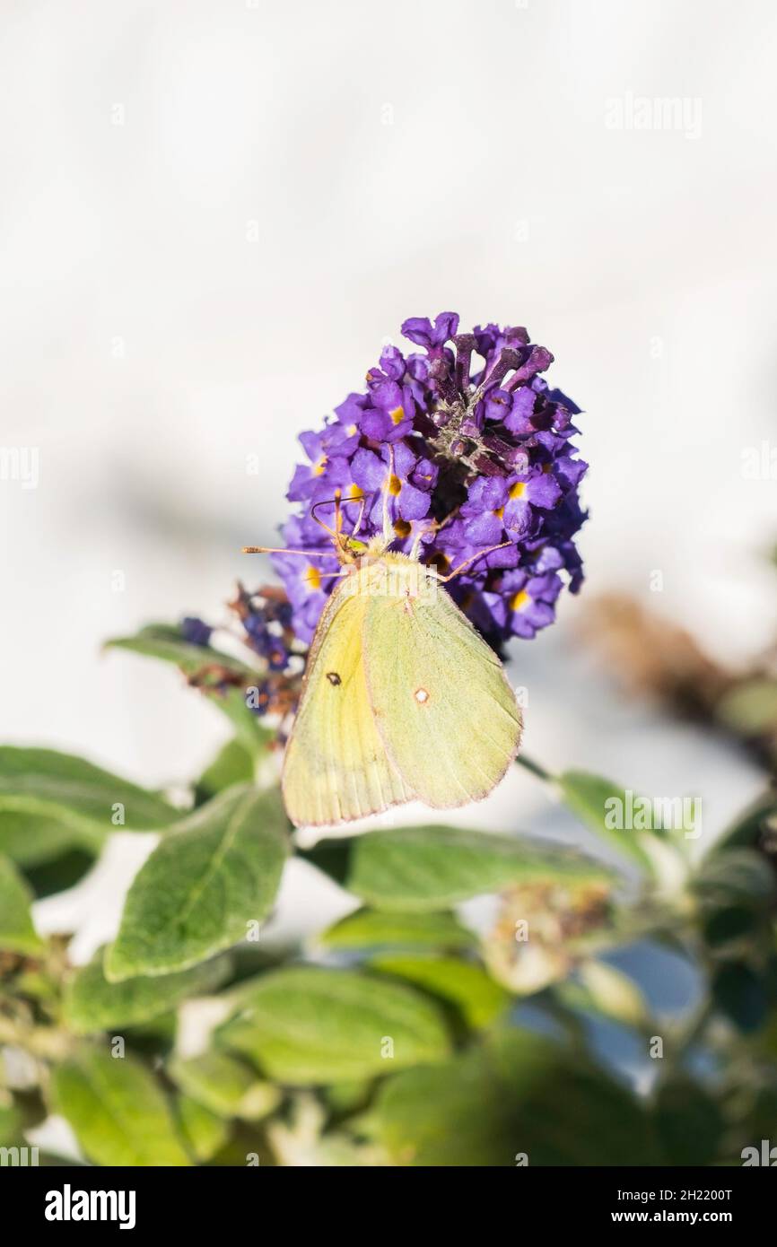 Farfalla nuvolosa di zolfo, colias filodice, nectaring su Buddleja davidii, Butterfly Bush fiore. Kansas, Stati Uniti. Foto Stock