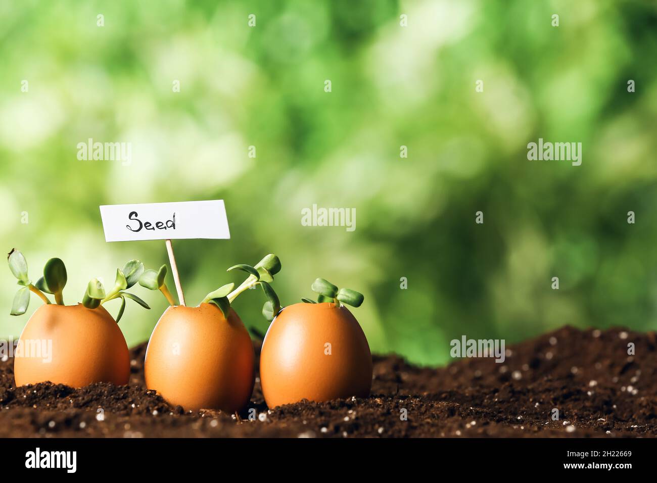 Tag con SEME di parola e piante giovani in gusci di uovo all'aperto Foto Stock