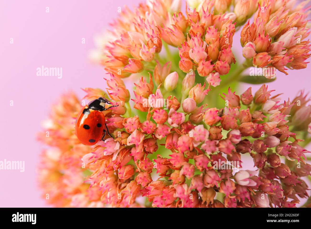 Piccolo ladybug che sale su un bel fiore Foto Stock