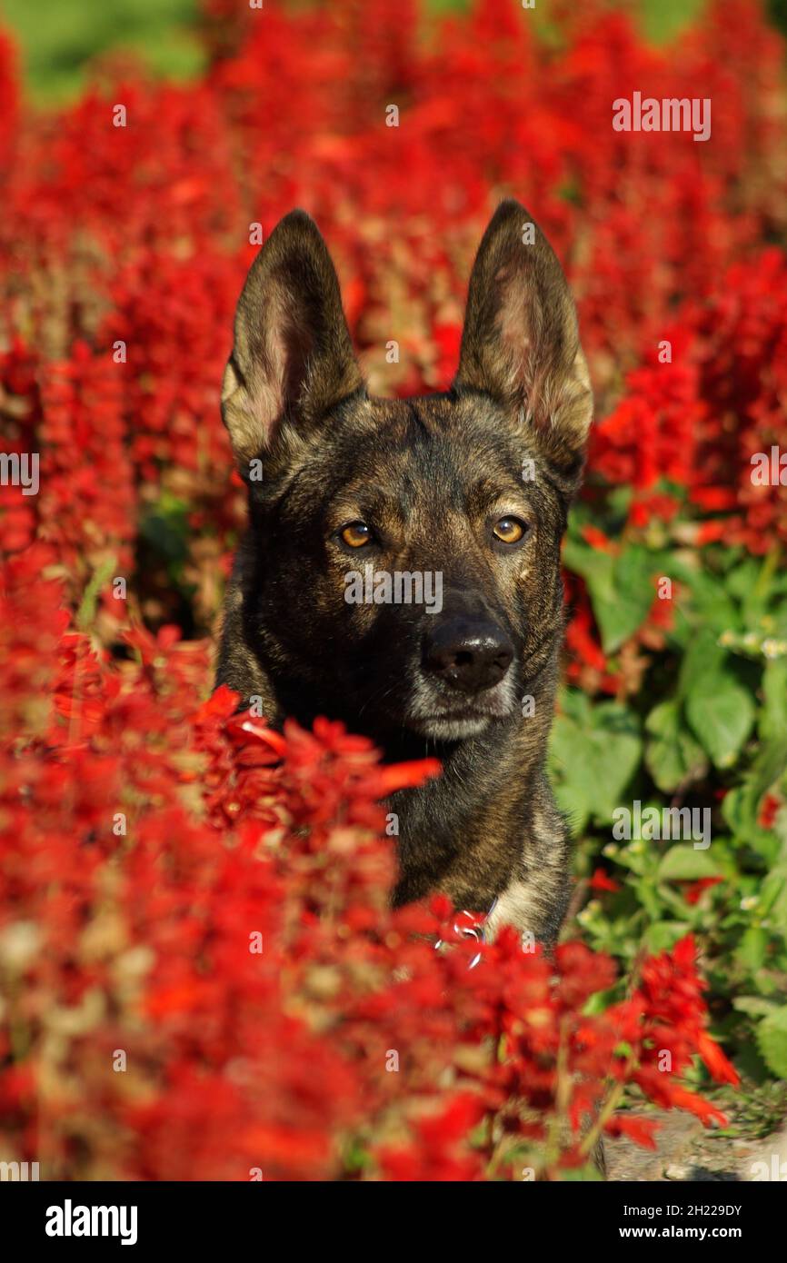 Cane da lupo italiano in giardino Foto Stock