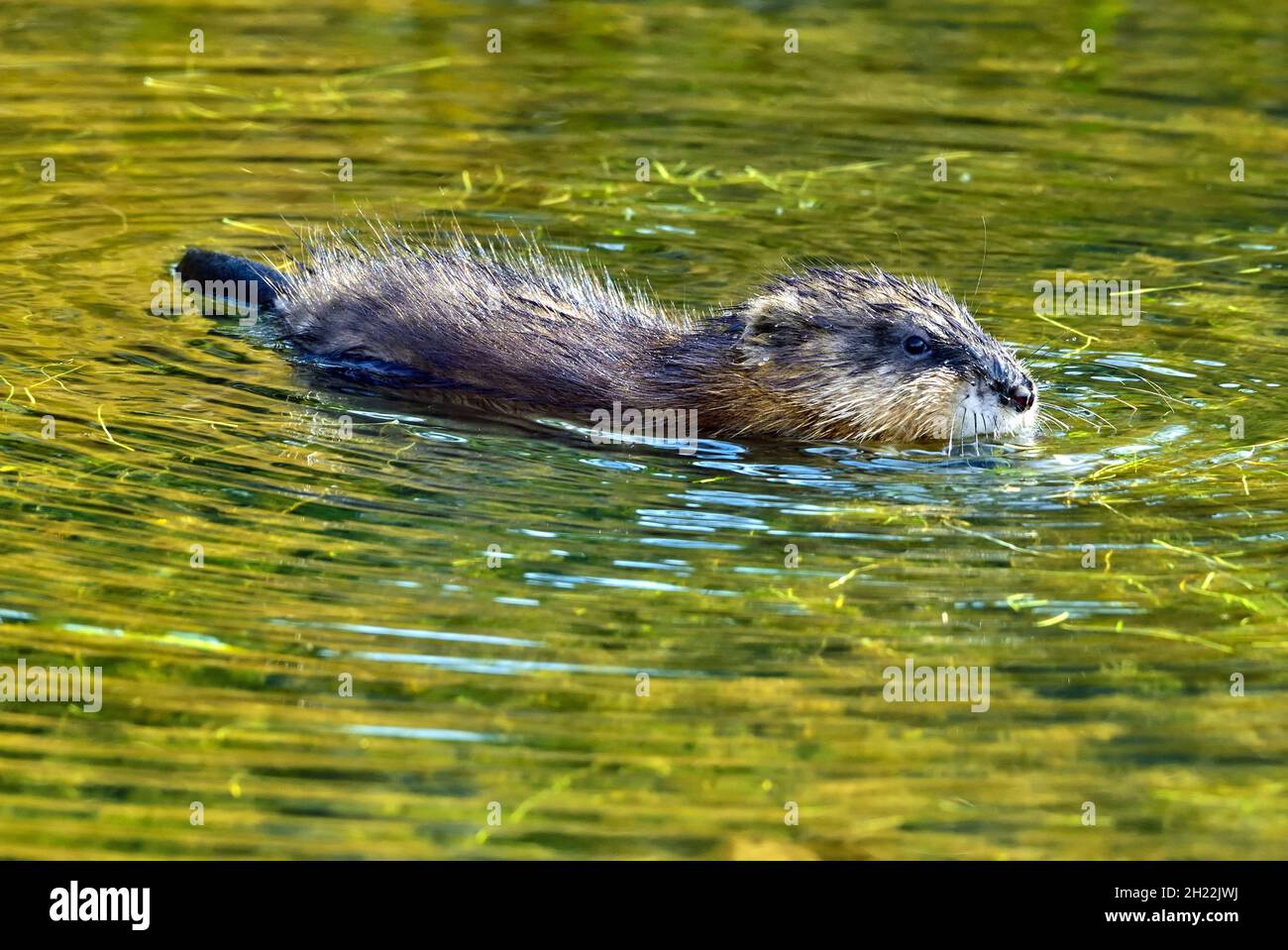 Un Muskrat selvaggio ' Ondetra zibethicus' che galleggia nelle acque calme di un laghetto di castori nella campagna Alberta Canada Foto Stock