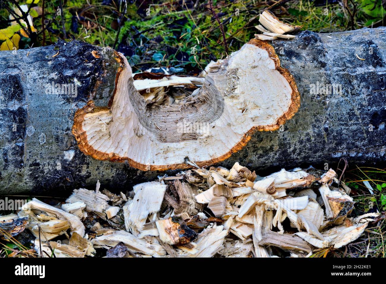 Un grande albero di aspen che è stato tagliato da cavatori e masticato per renderlo più movibile al lungomare castoro in Hinton Alberta Canada. Foto Stock