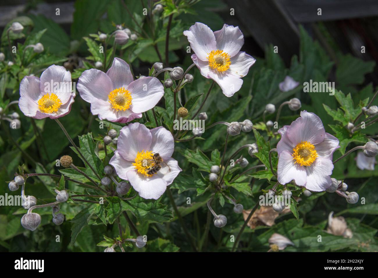 Anemone perenne Anemone tomentosa Robertissima infiorescence, Baden-Wuerttemberg, Germania Foto Stock