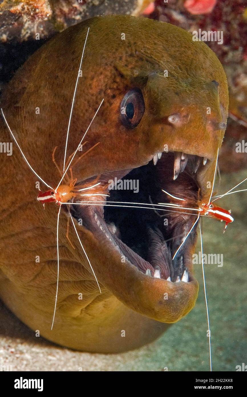 Primo piano, testa di un gigante morano (Gymnothorax javanicus) apre la bocca per due gamberetti bianchi (Lysmata amboinensis), Oceano Pacifico, Palau Foto Stock