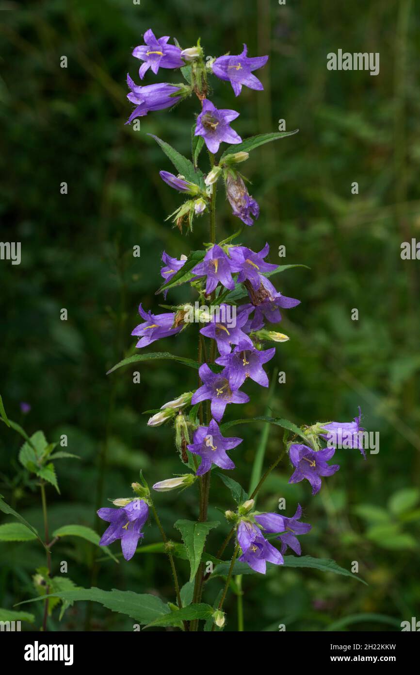 Florescenza campanula trachelio, Baden-Wuerttemberg, Germania Foto Stock