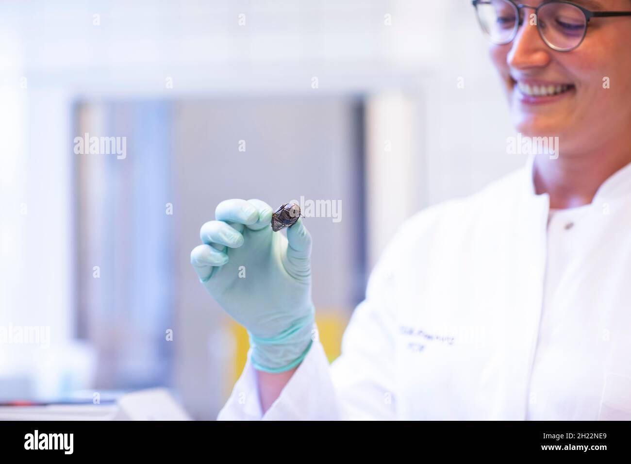 Bug in una mano di un tecnico di laboratorio nel laboratorio e guanti da laboratorio e camice da laboratorio, controllo alimentare, Friburgo, Baden-Wuerttemberg, Germania Foto Stock