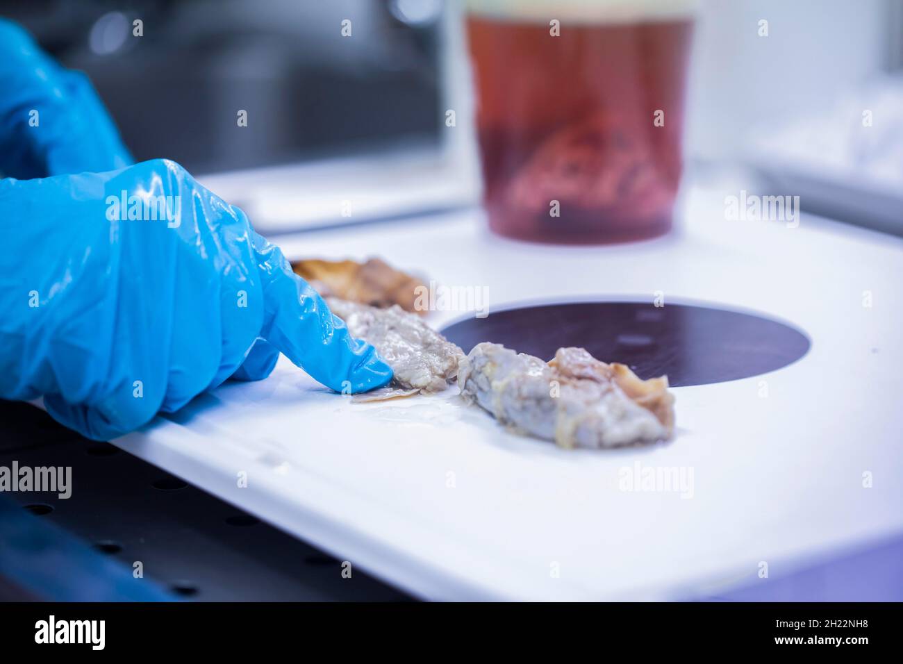 Il tecnico di laboratorio prepara il campione di un bovino nel laboratorio di controllo degli alimenti con coltello, Friburgo, Baden-Wuerttemberg, Germania Foto Stock