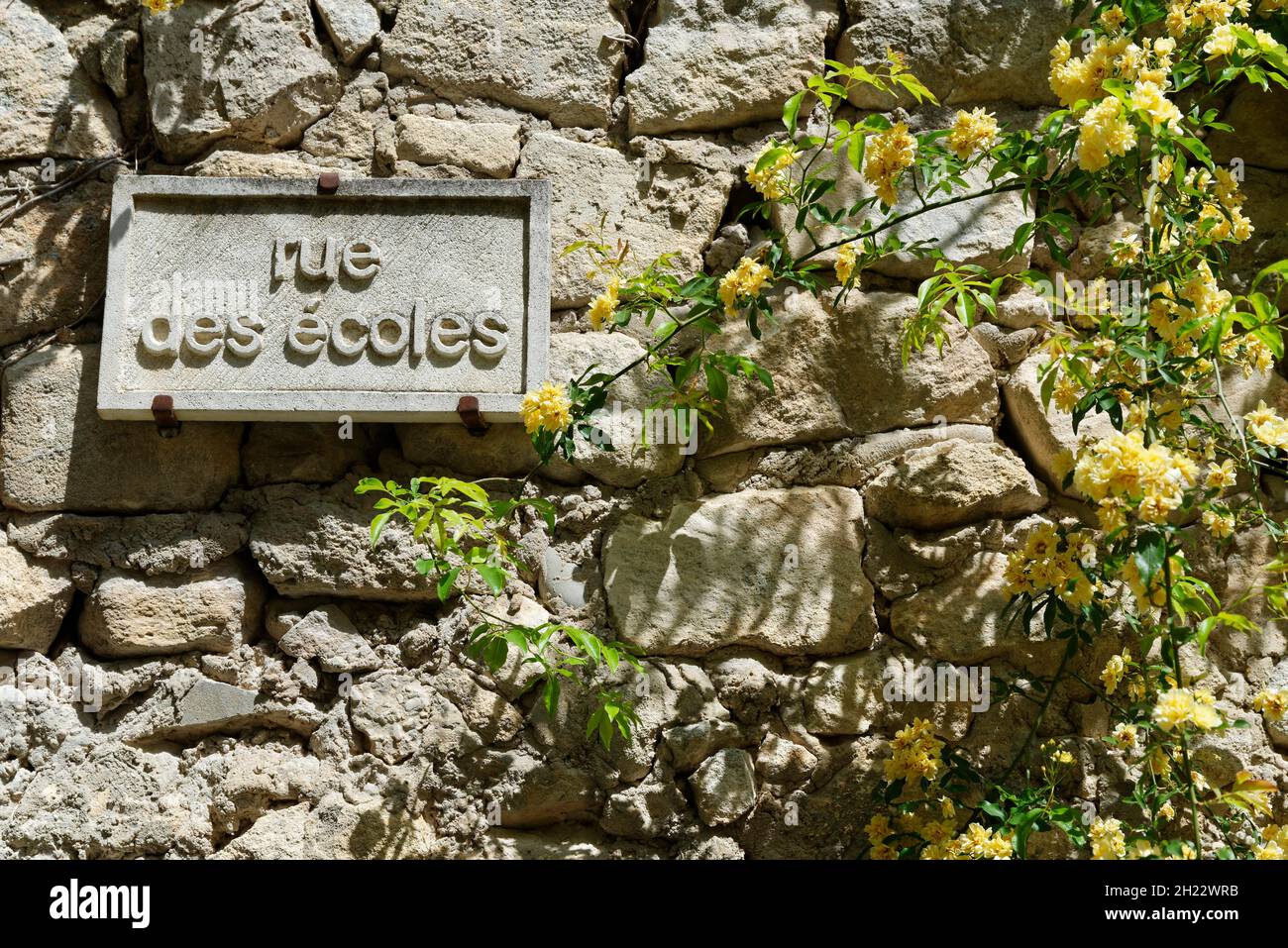 Vecchia casa muro con rosa rambling (Rosa banksiae), Oppede le Vieux, Oppede, Provenza, Francia Foto Stock