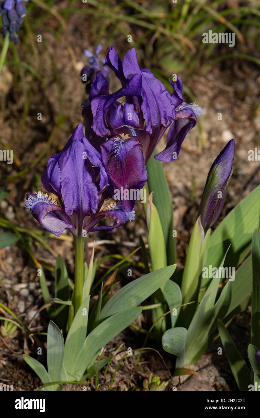 Pygmy iris (Iris pumila) Foto Stock