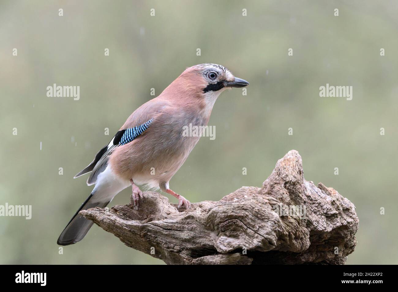 Fieno eurasiatico (Garrulus glandarius) bassa Sassonia, Germania Foto Stock