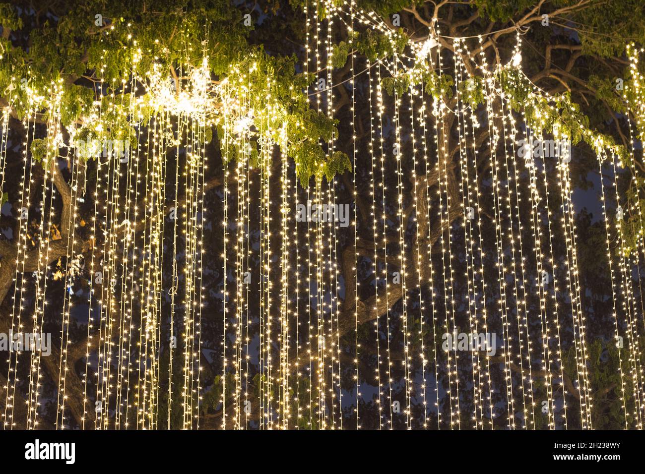 Decorative stringa outdoor luci appese su albero nel giardino di notte Foto Stock