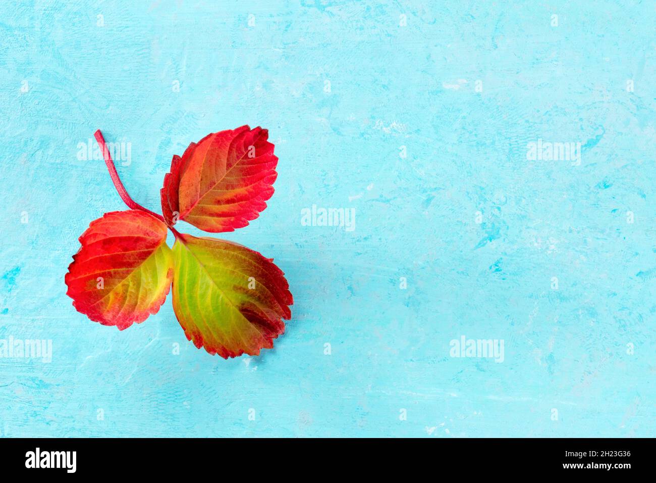 Foglia autunnale colorata su sfondo blu con un posto per il testo, modello di design stagione autunnale Foto Stock