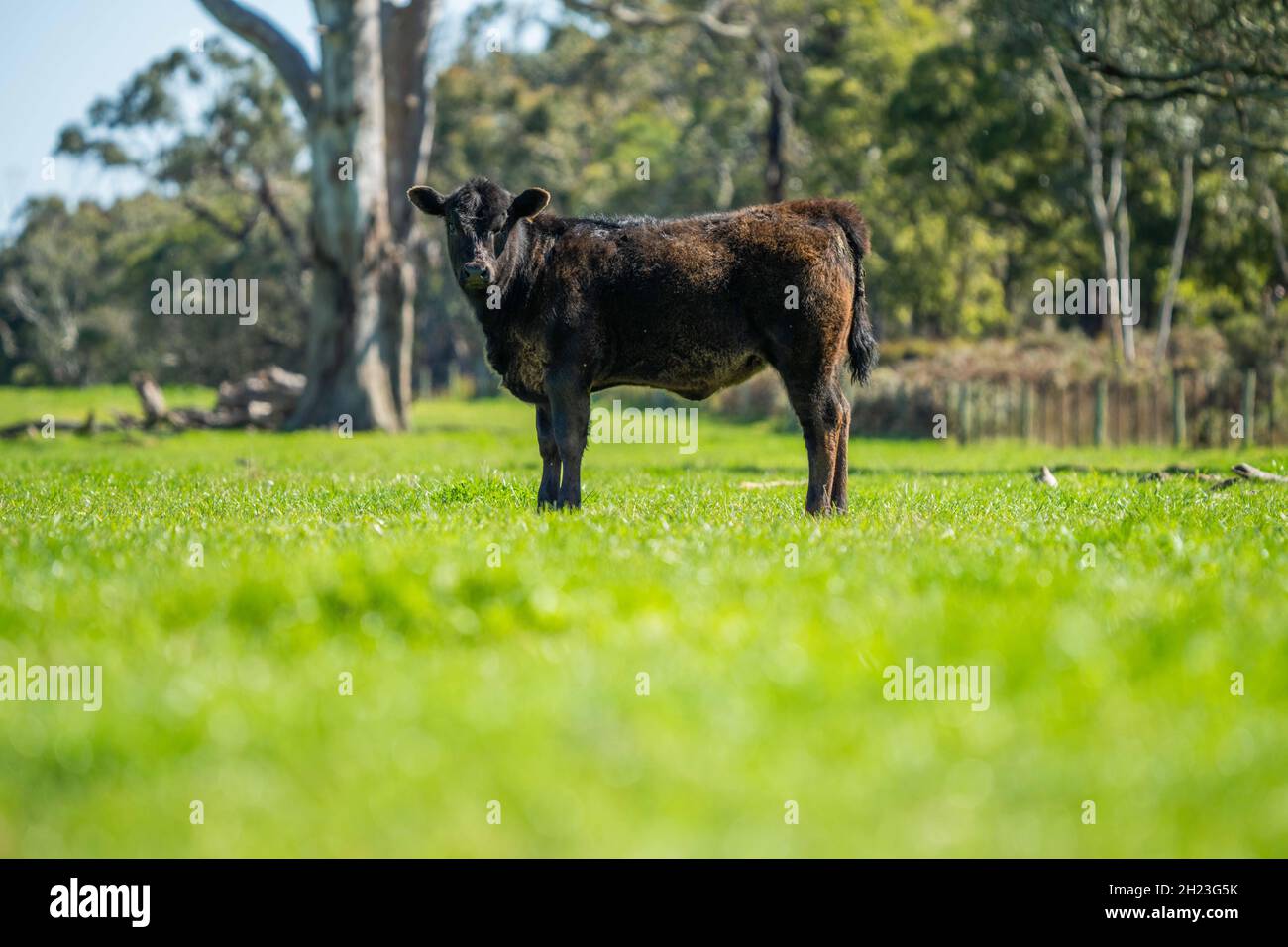 Primo piano di tori di manzo stud, mucche e vitelli che pascolo su erba in un campo, in Australia. Razze di bestiame includono parco speckled, murray grigio, angus, br Foto Stock