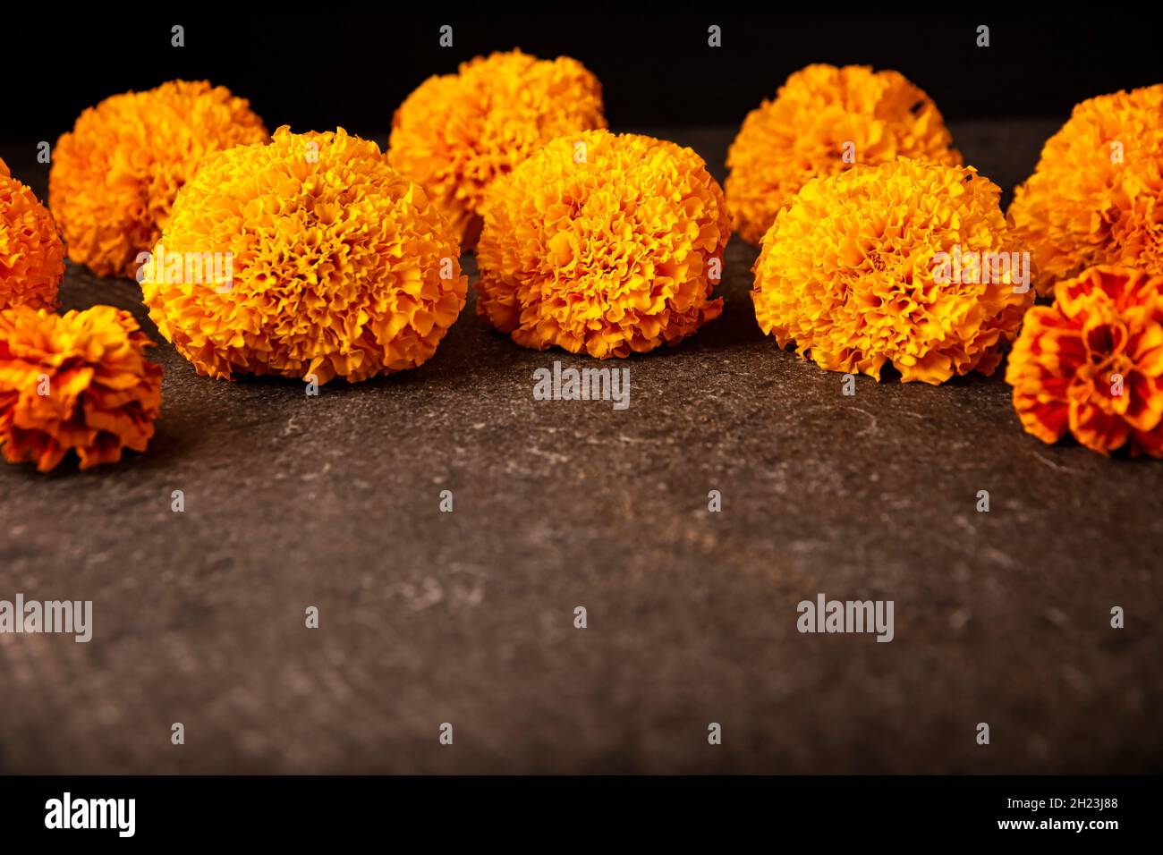 Cempasuchil fiori d'arancio o Marigold. (Tagetes erecta) tradizionalmente utilizzato negli altari per la celebrazione del giorno dei morti in Messico Foto Stock