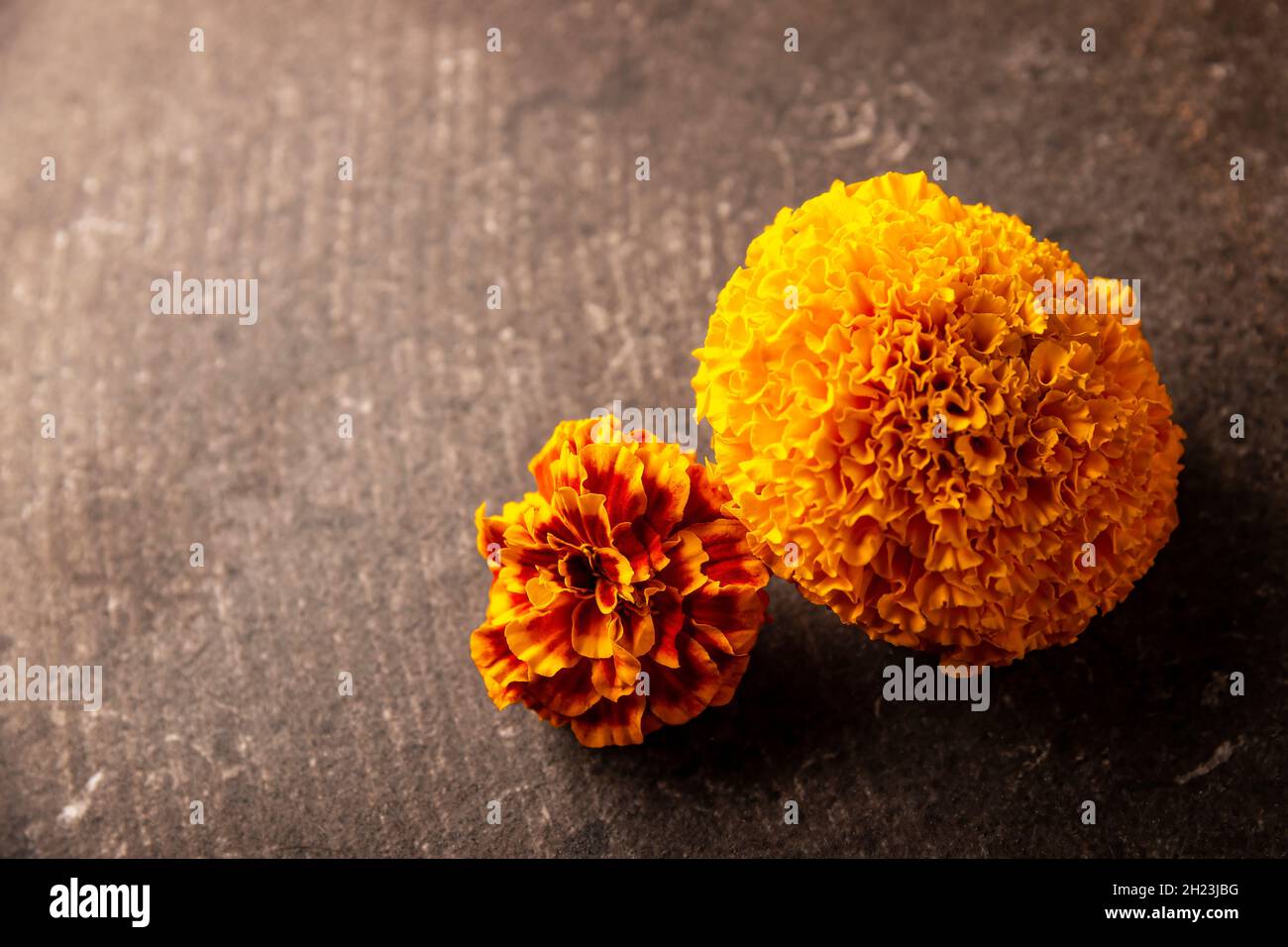 Primo piano di fiori d'arancio Cempasuchil o Marigold. (Tagetes erecta) tradizionalmente utilizzato negli altari per la celebrazione del giorno dei morti in Messico Foto Stock