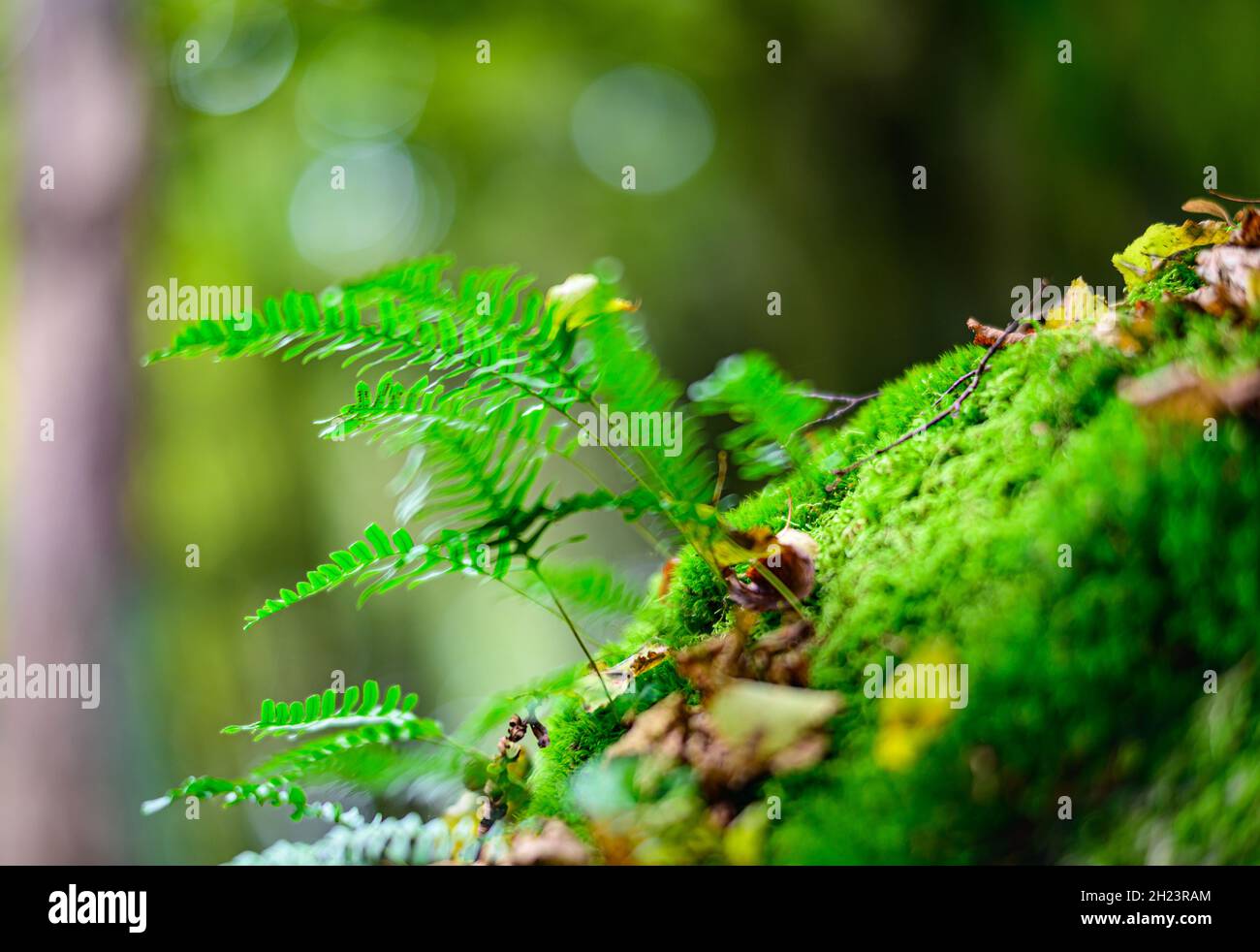 fern struthiopteris spicant su una roccia di granito nella valle aisttal nella regione superiore austriaca muehlviertel Foto Stock