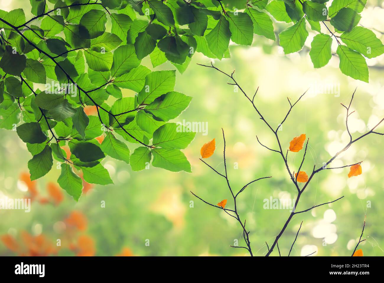 Paesaggio autunnale. Autunno albero foglie sfondo foresta. Foto Stock