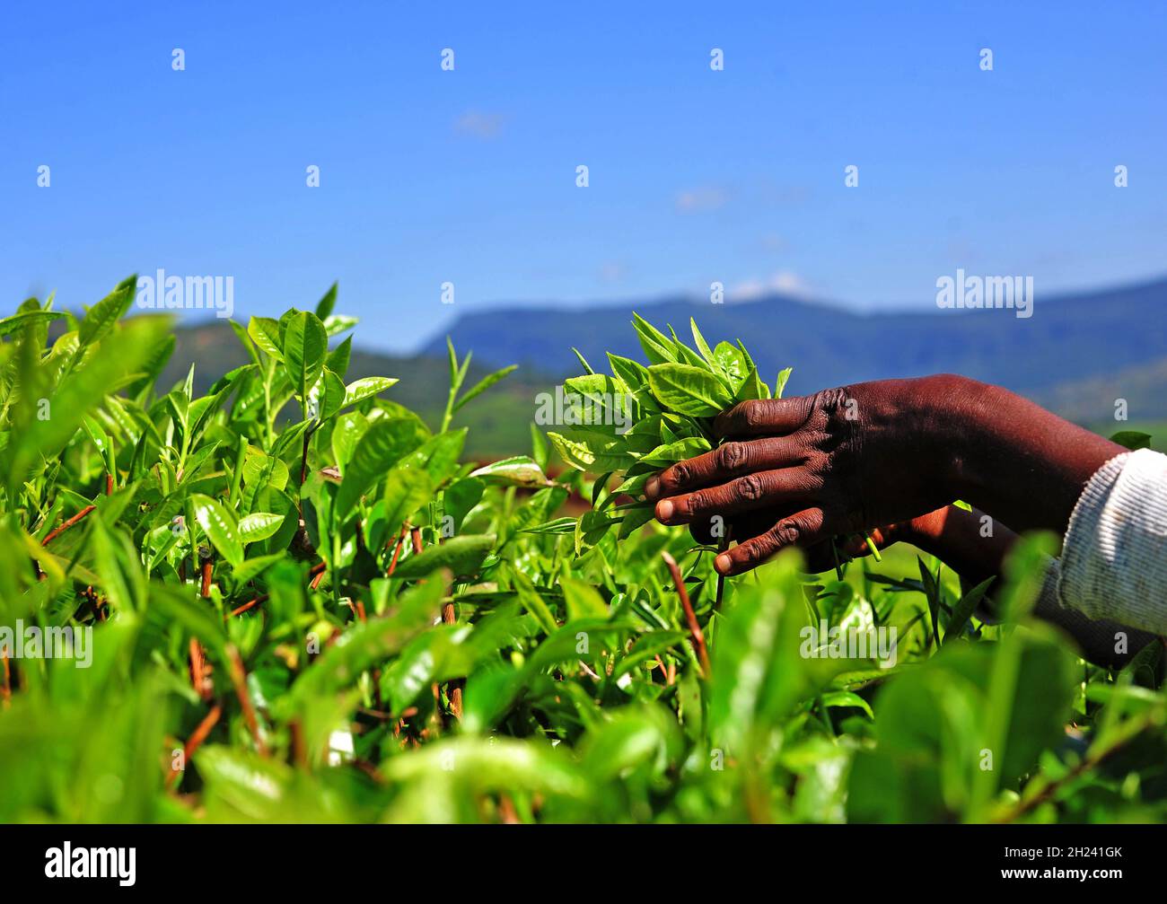 La selezione del tè è un'abilità che richiede movimenti di deft delle mani e delle dita i selezionatori devono tagliare due foglie e un germoglio. Foto: Lucas Ledwaba/Mukurukuru Med Foto Stock