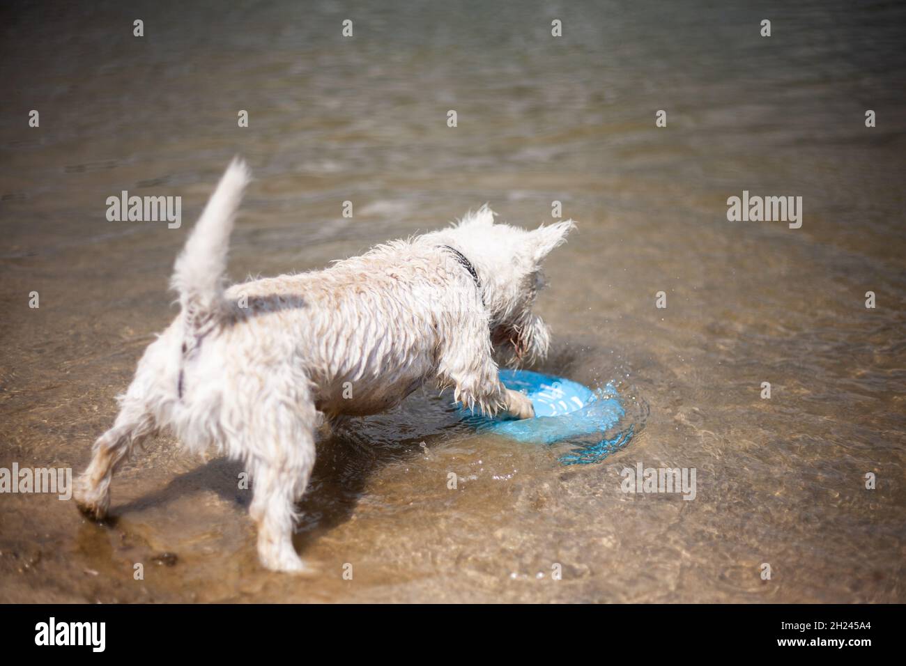 West highland bianco terrier cane giocando con disco volante che lo afferra in acqua poco profonda che lo pinning giù con la vista posteriore della zampa anteriore in giorno di sole Foto Stock