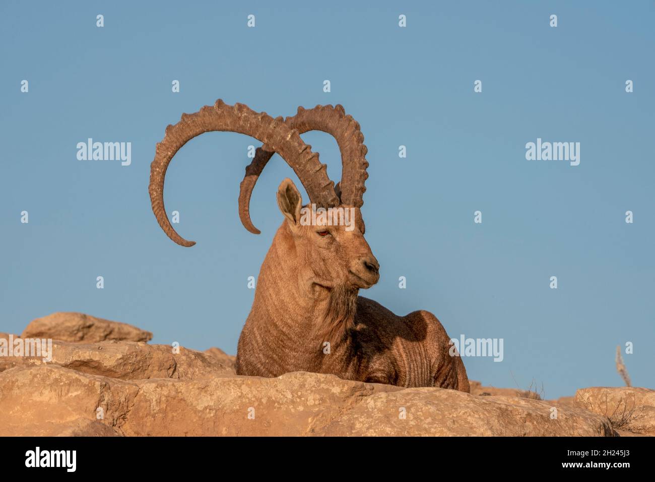Grande, impressionante maschio Nubian Ibex (Capra ibex nubiana AKA Capra nubiana) fotografato in Israele, deserto del Negev nel mese di ottobre Foto Stock